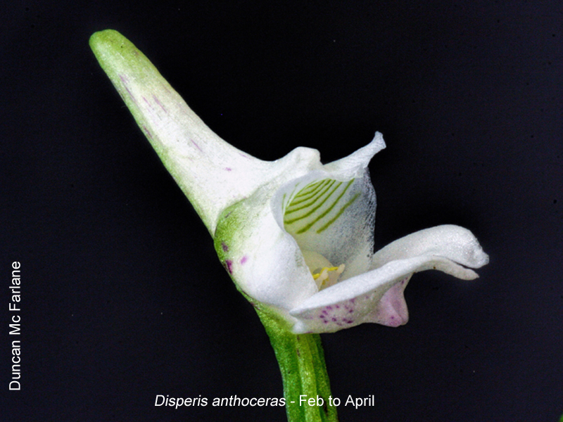 Disperis anthoceras by Duncan McFarlane