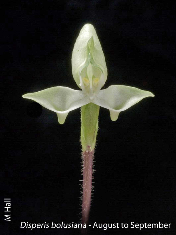 Disoeris bolusiana by M Hall