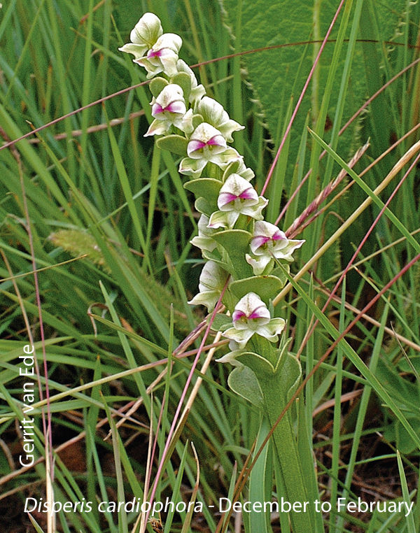Disperis cardiophora by Gerrit van Ede