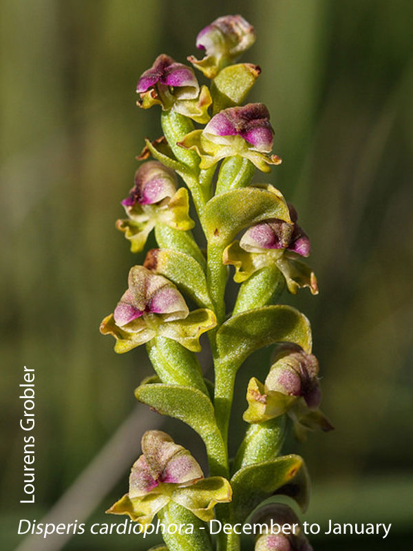 Disperis cardiophora by Lourens Grobler 
