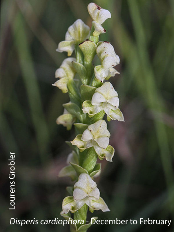 Disperis cardiophora by Lourens Grobler 