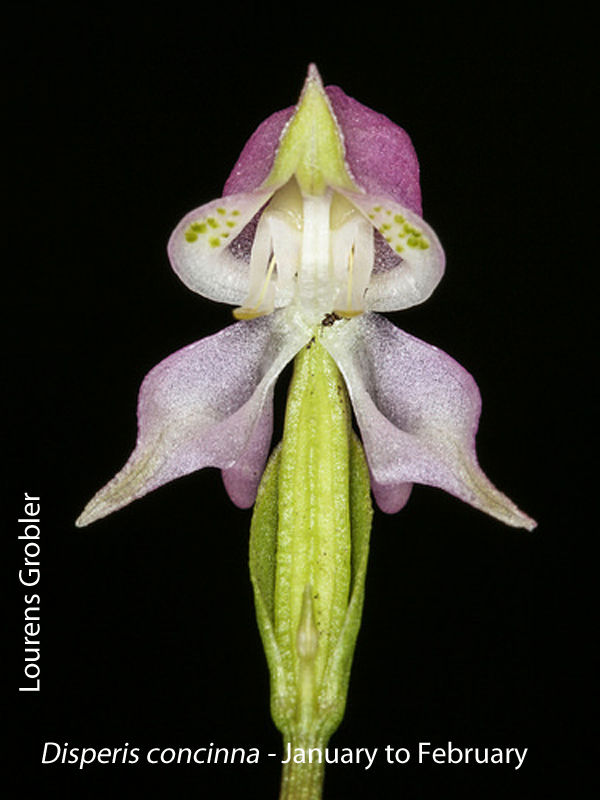 Disperis concinna by Lourens Grobler