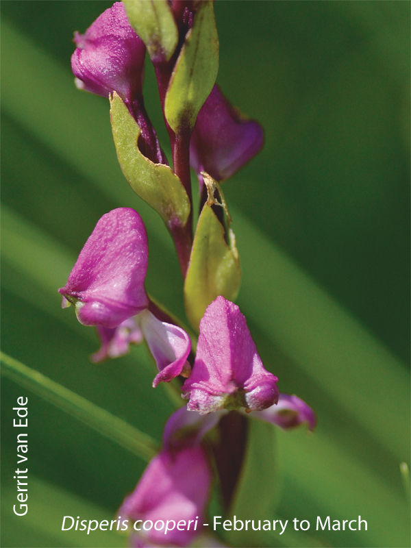 Disperis cooperi by Gerrit van Ede