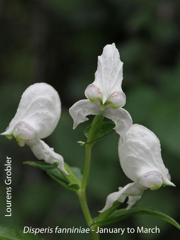 Disperis fanniniae by Lourens Grobler 