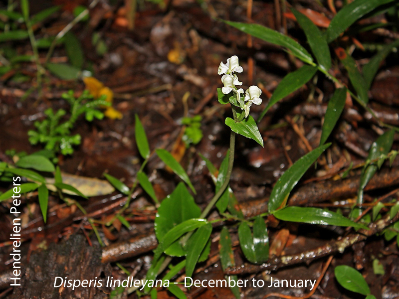 Disperis lindleyana by Hendrelien Peters