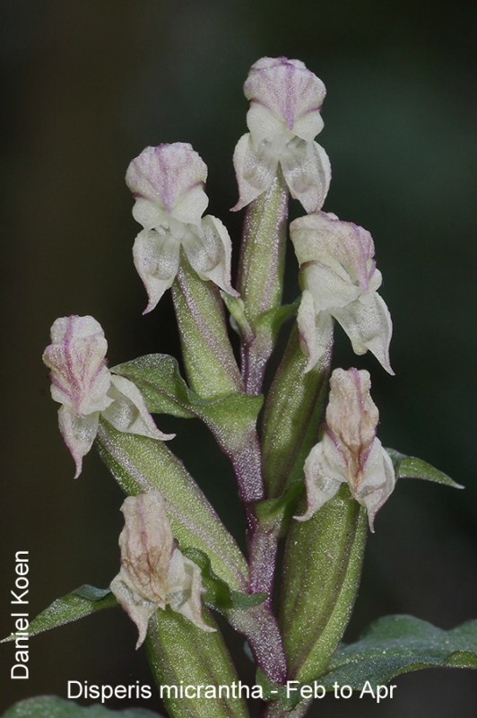 Disperis micrantha by Daniel Koen
