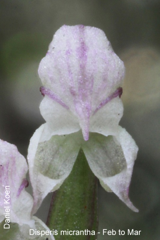 Disperis micrantha by Daniel Koen