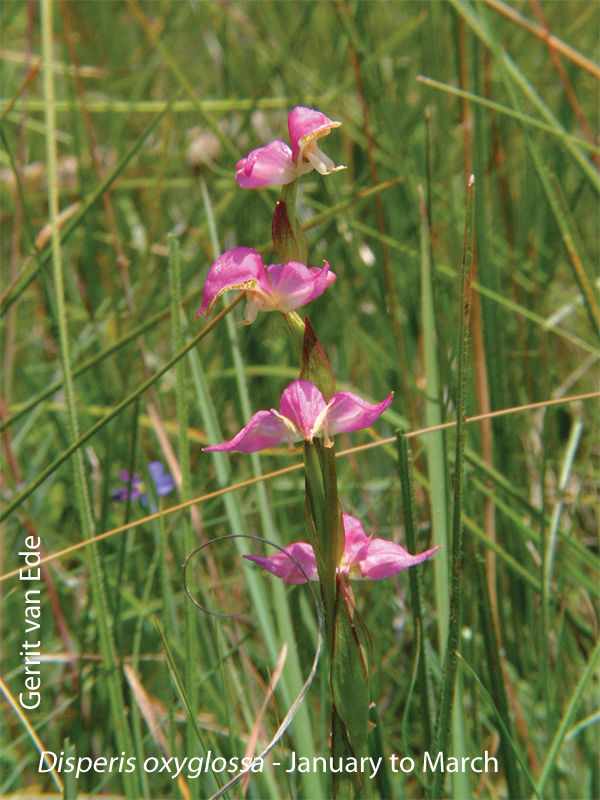 Disperis oxyglossa by Gerrit van Ede