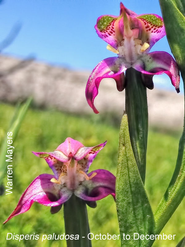 Disperis paludosa by Warren Mayers