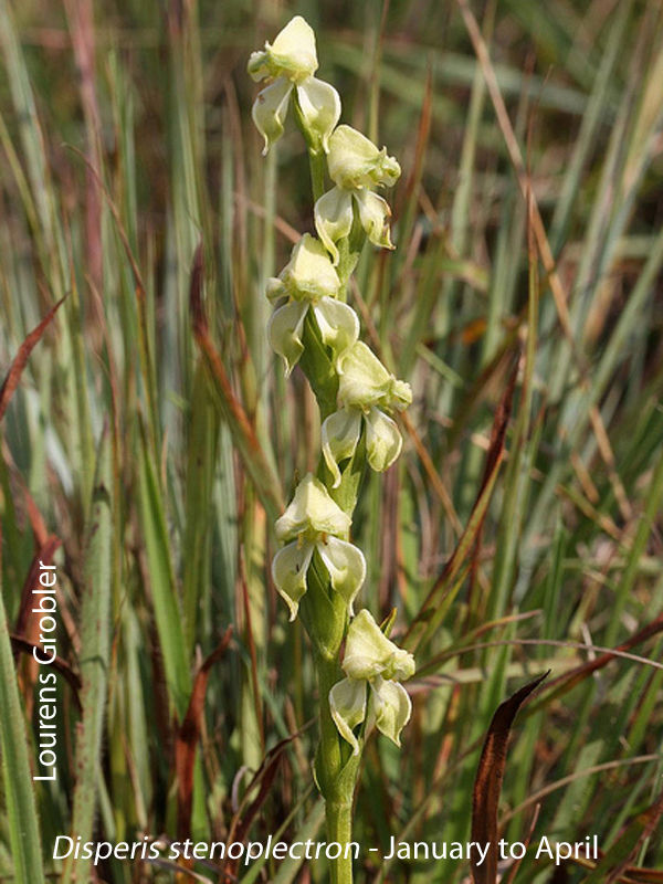 Disperis stenoplectron by Lourens Grobler