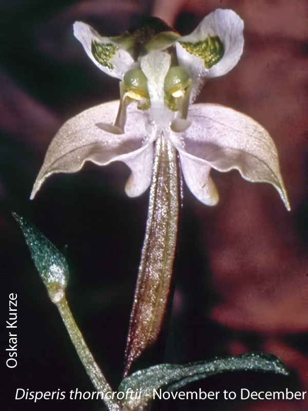 Disperis thorncroftii by Oskar Kurze