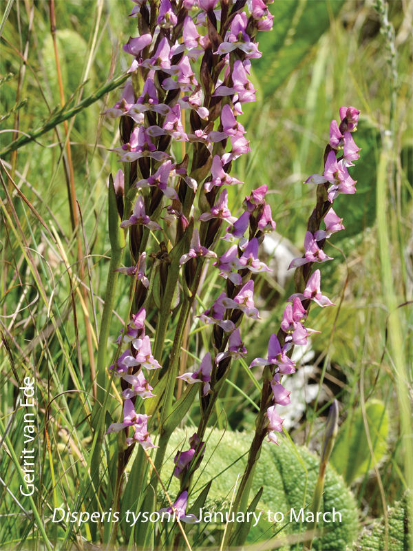 Disperis tysonii by Gerrit van Ede