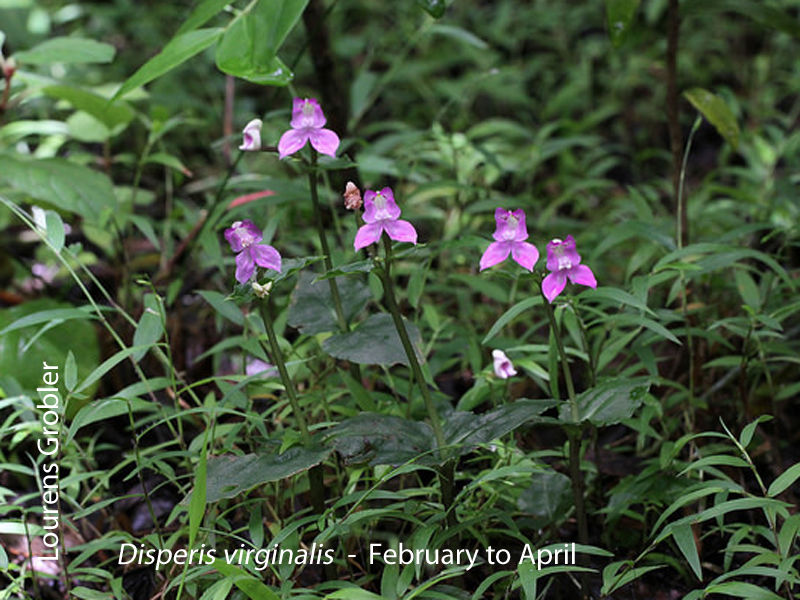 Disperis virginalis by Lourens Grobler 