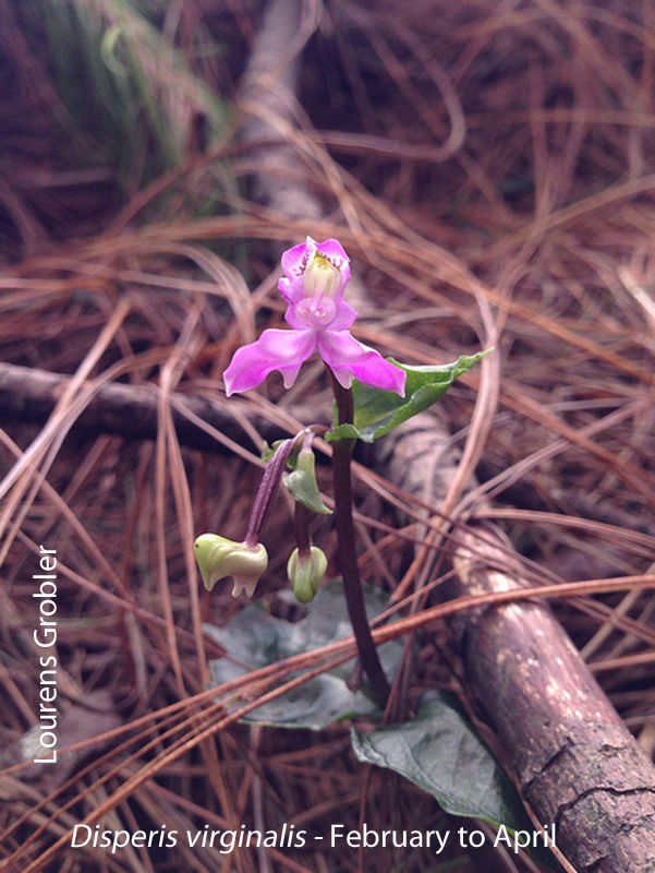 Disperis virginalis by Lourens Grobler 