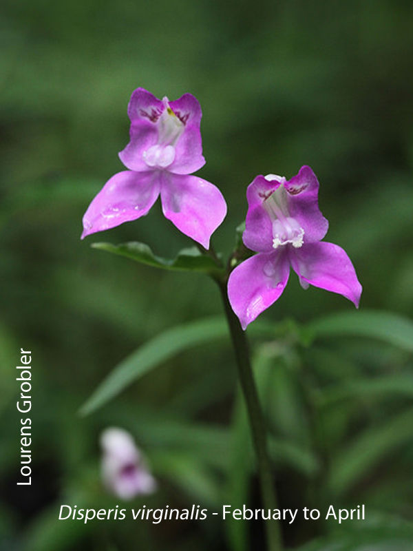 Disperis virginalis by Lourens Grobler 