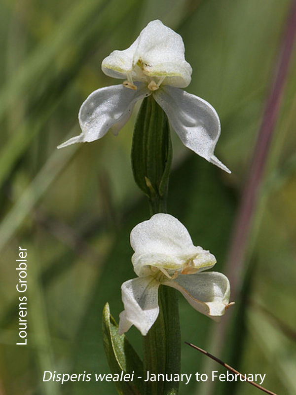 Disperis wealei by Lourens Grobler