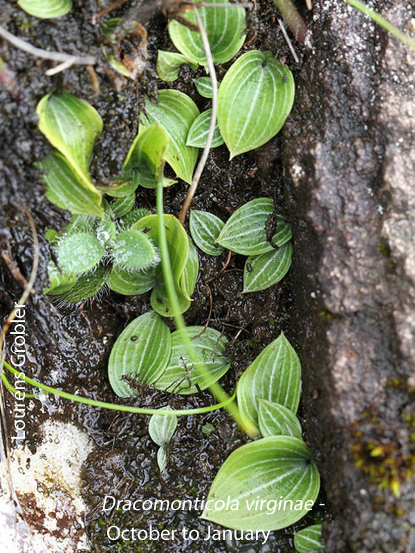 Dracomonticola virginea by Lourens Grobler