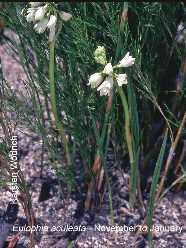 Eulophia aculeata by Karsten Wodrich