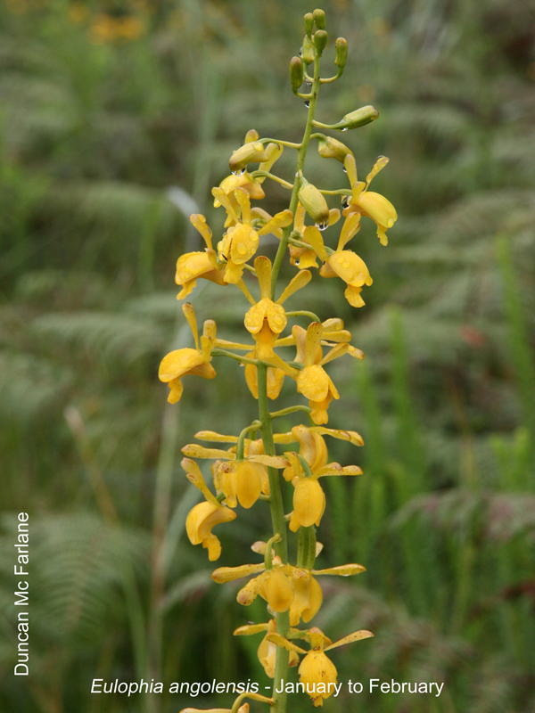 Eulophia angolensis by Duncan McFarlane