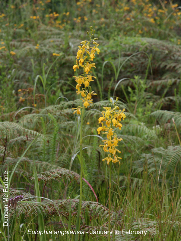 Eulophia angolensis by Duncan McFarlane