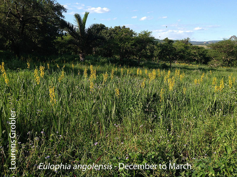 Eulophia angolensis by Lourens Grobler