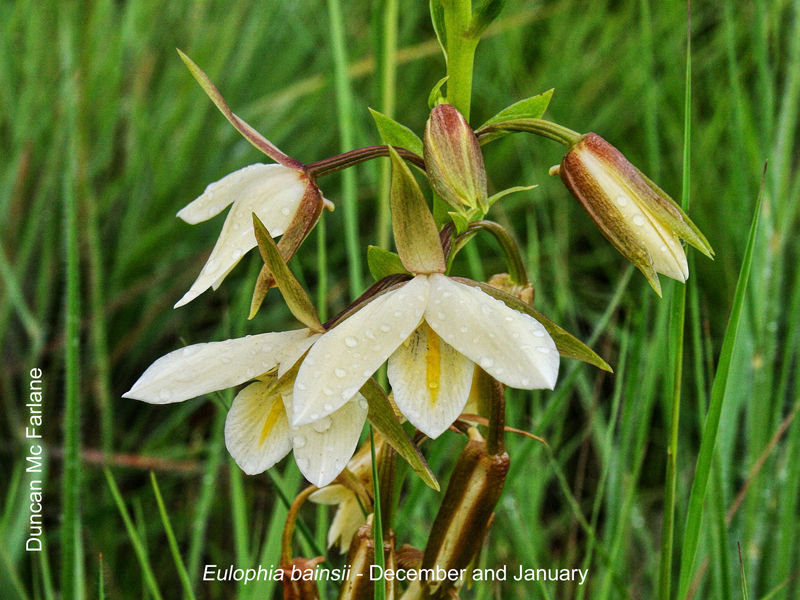 Eulophia bainsii by Duncan McFarlane