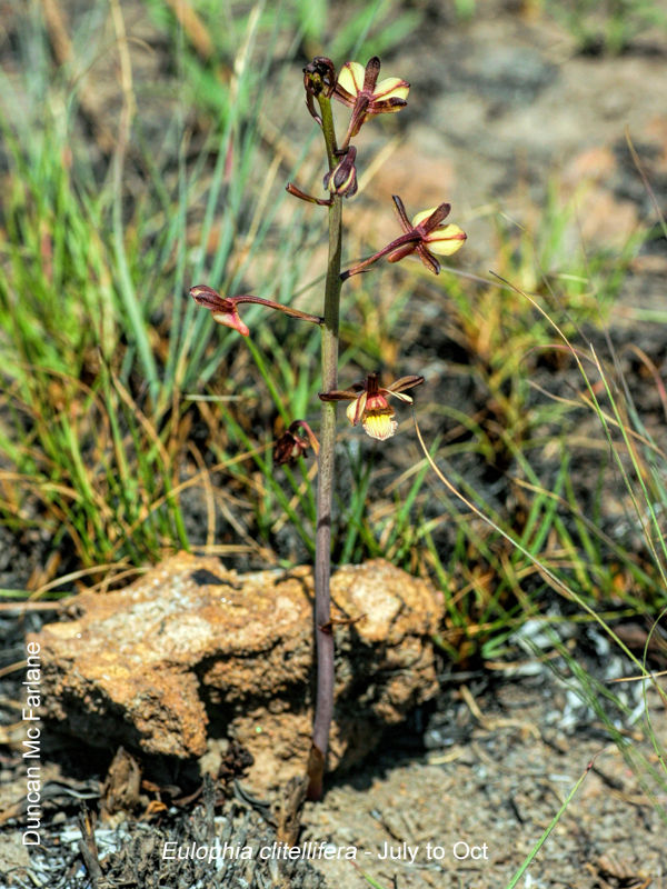 Eulohpia clitellifera by Duncan McFarlane