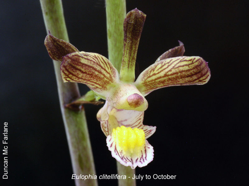 Eulohpia clitellifera by Duncan McFarlane 