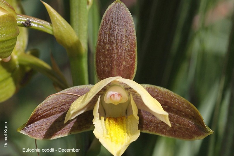 Eulophia coddii by Daniel Koen