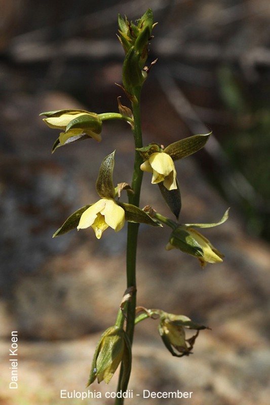 Eulophia coddii by Daniel Koen