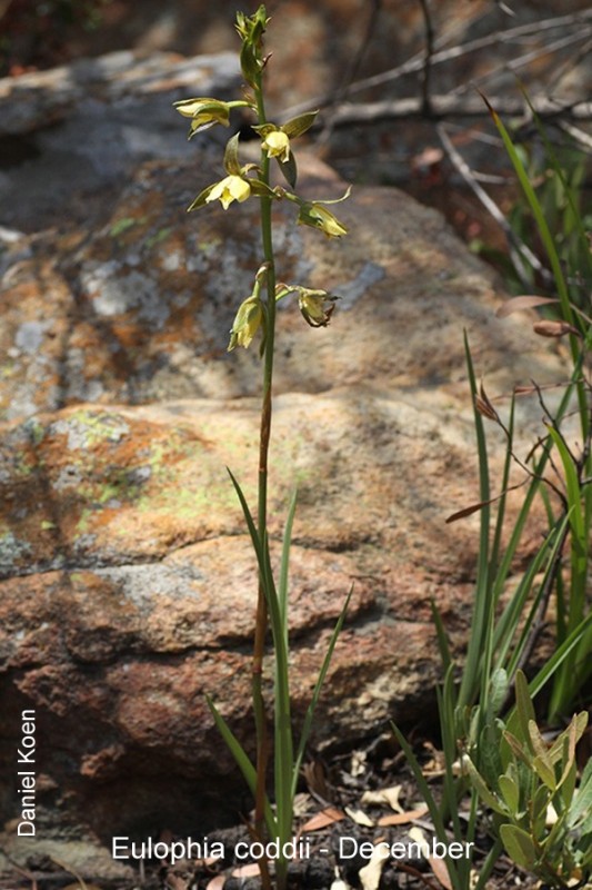 Eulophia coddii by Daniel Koen