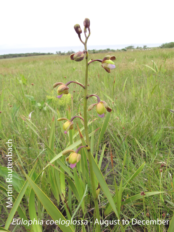 Eulophia coeloglossa by Martin Rautenbach