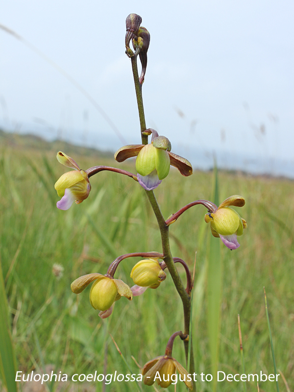 Eulophia coeloglossa by Martin Rautenbach