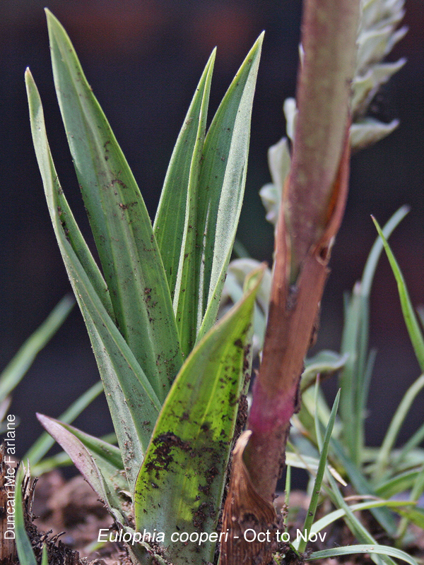 Eulophia cooperi by Duncan McFarlane