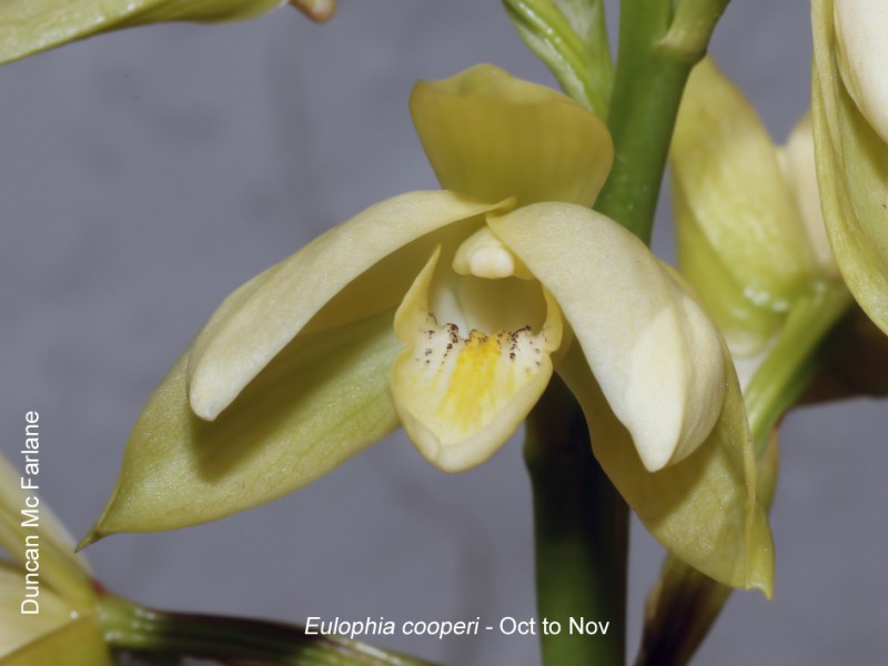 Eulophia cooperi by Duncan McFarlane