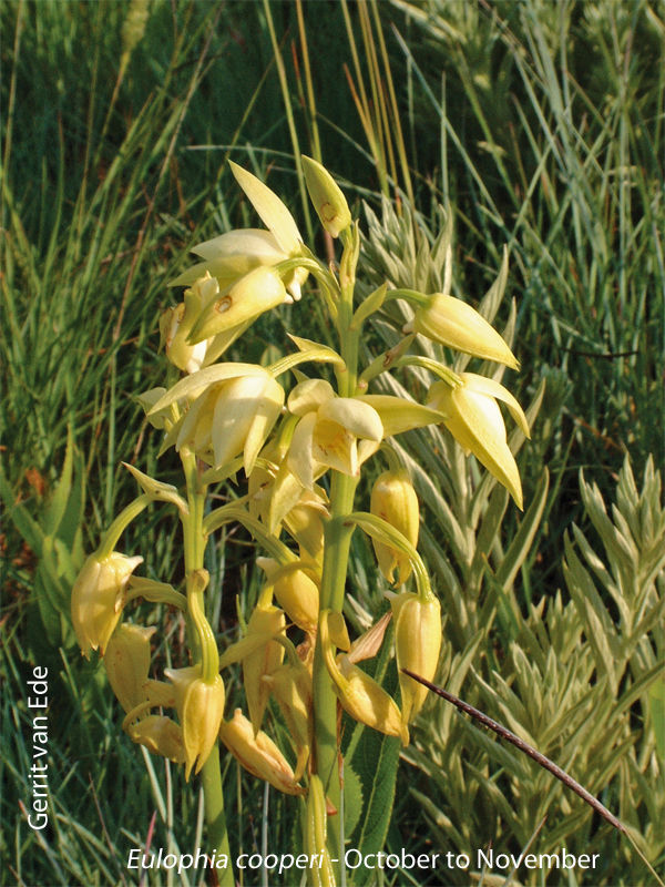 Eulophia cooperi by Gerrit van Ede