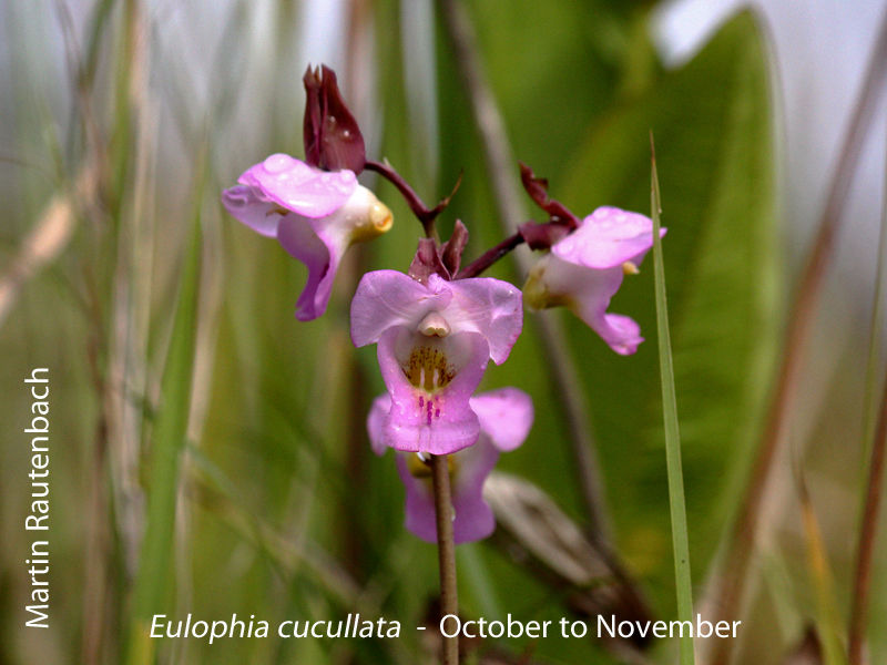 Eulophia cucullata by Martin Rautenbach