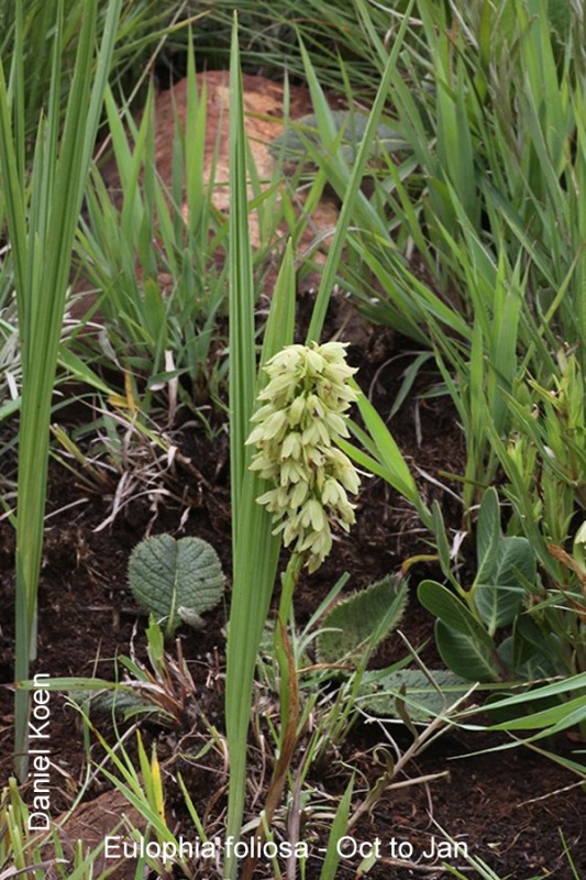 Eulophia foliosa by Daniel Koen