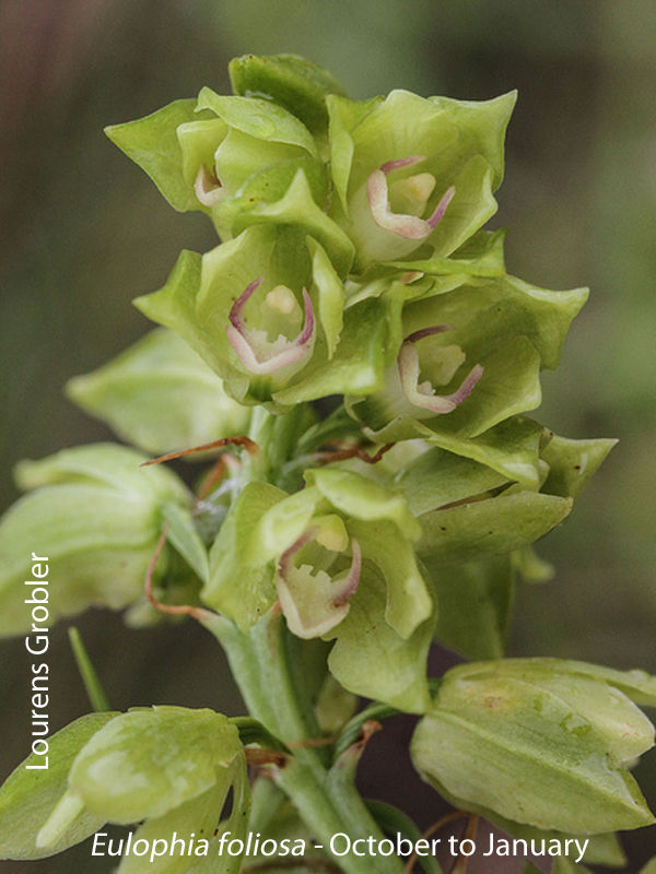 Eulophia foliosa by Lourens Grobler 