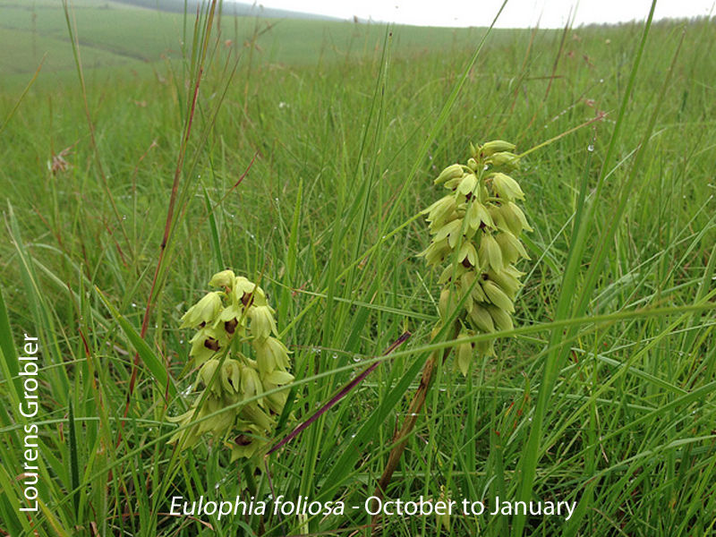 Eulophia foliosa by Lourens Grobler 