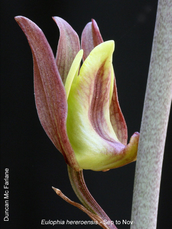 Eulophia hereroensis by Duncan McFarlane
