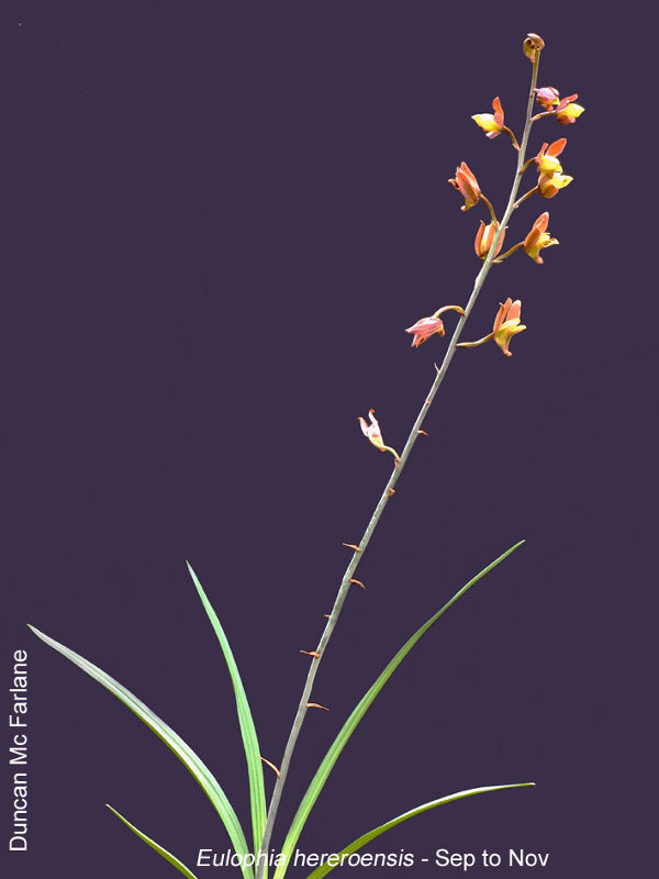 Eulophia hereroensis by Duncan McFarlane