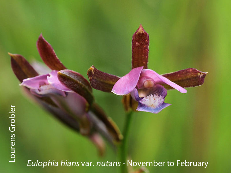 Eulophia hians var. nutans by Lourens Grobler
