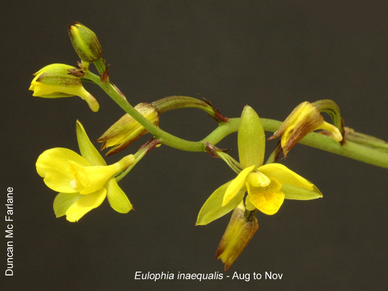 Eulophia inaequalis by Duncan McFarlane