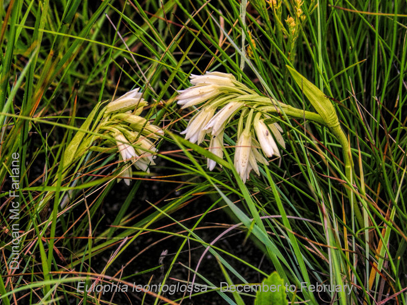 Eulophia leontoglossa by Duncan McFarlane