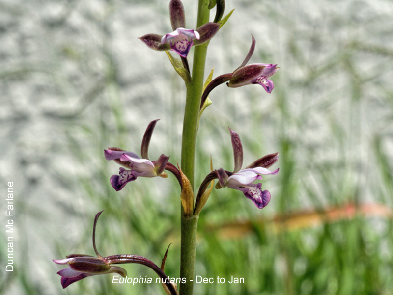 Eulophia nutans by Duncan McFarlane