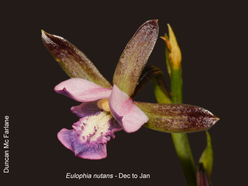 Eulophia nutans by Duncan McFarlane