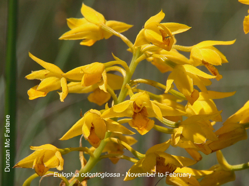 Eulophia odontoglossa by Duncan McFarlane
