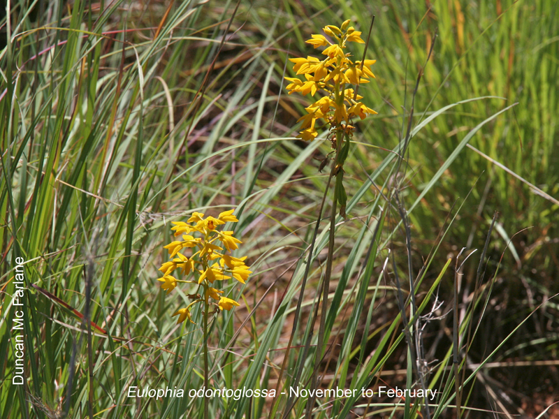 Eulophia odontoglossa by Duncan McFarlane