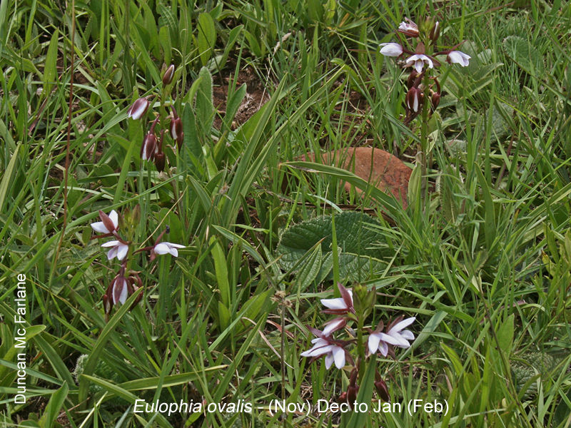 Eulophia ovalis by Duncan McFarlane